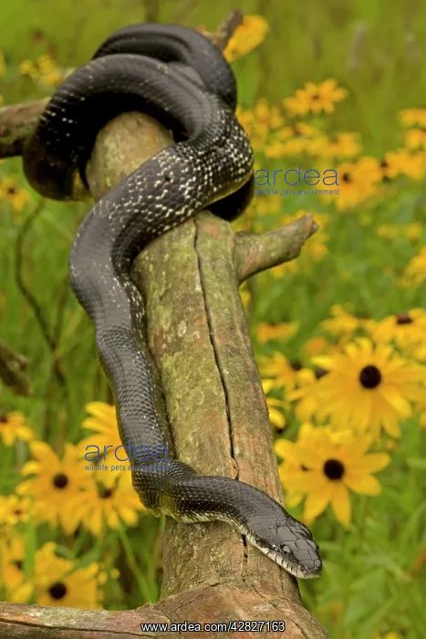 : Eastern Rat Snake / Black Ratsnake - on log : Eastern Rat Snake / Black Ratsnake - on log