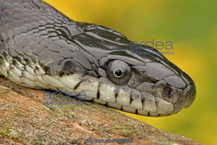 : Eastern Rat Snake / Black Ratsnake - on log : Eastern Rat Snake / Black Ratsnake - on log