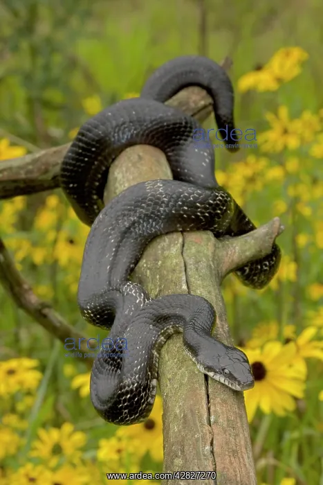 : Eastern Rat Snake / Black Ratsnake - on log : Eastern Rat Snake / Black Ratsnake - on log