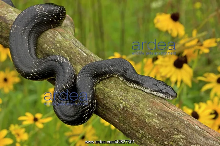: Eastern Rat Snake / Black Ratsnake - on log : Eastern Rat Snake / Black Ratsnake - on log