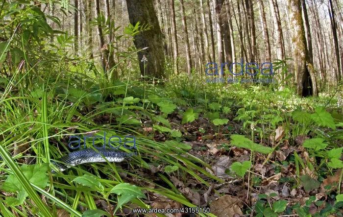 : Eastern Ratsnake : Eastern Ratsnake