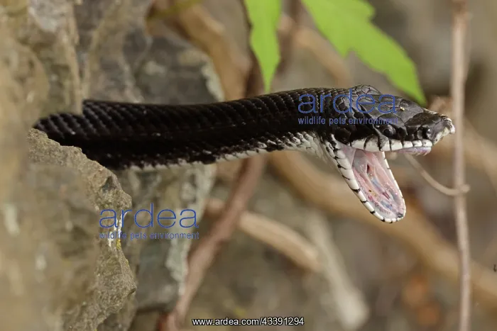 : Eastern ratsnake, Pantherophis alleghaniensis, stretching : Eastern ratsnake, Pantherophis alleghaniensis, stretching