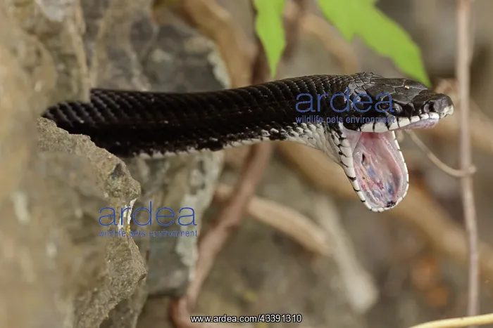 : Eastern ratsnake, Pantherophis alleghaniensis, stretching : Eastern ratsnake, Pantherophis alleghaniensis, stretching