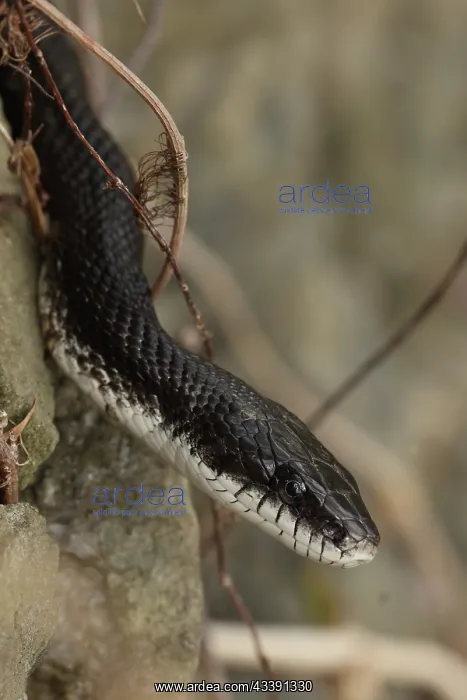 : Eastern ratsnake, Pantherophis alleghaniensis, Maryland : Eastern ratsnake, Pantherophis alleghaniensis, Maryland