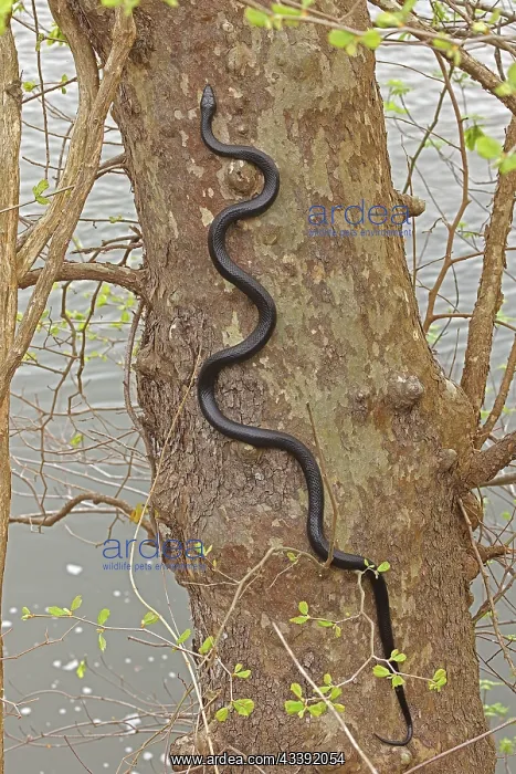 : Eastern ratsnake, Pantherophis alleghaniensis, climbing : Eastern ratsnake, Pantherophis alleghaniensis, climbing