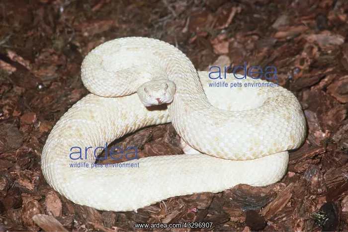  : EASTERN RATTLESNAKE - ALBINO
