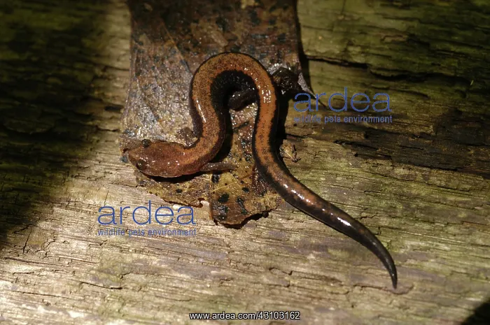: Eastern Red-backed Salamander : Eastern Red-backed Salamander