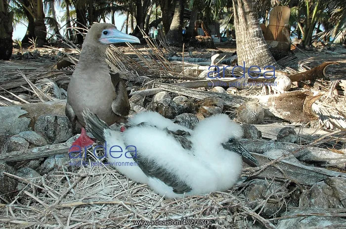 : Eastern Red-footed Booby (Sula sula websteri) on : Eastern Red-footed Booby (Sula sula websteri) on
