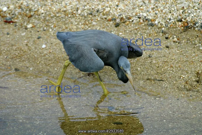 : Eastern Reef Egret : Eastern Reef Egret