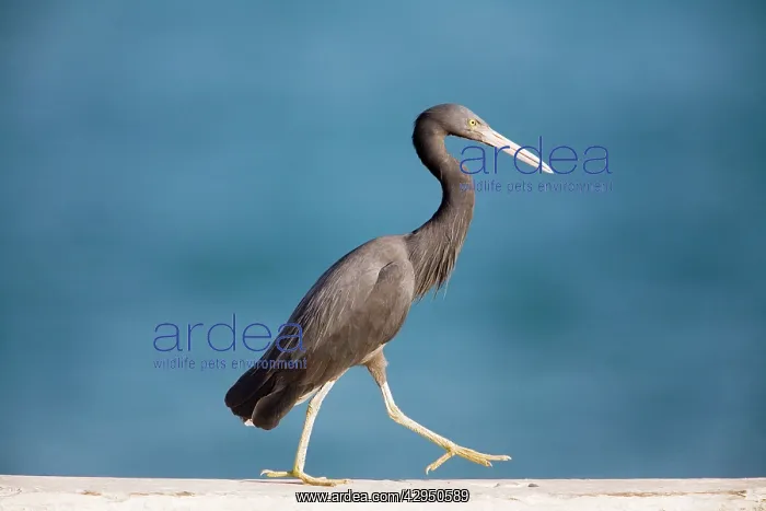 : Eastern Reef Egret : Eastern Reef Egret