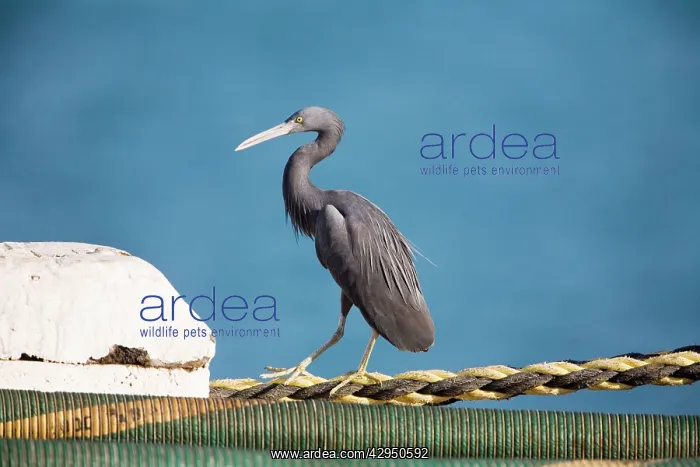 : Eastern Reef Egret : Eastern Reef Egret