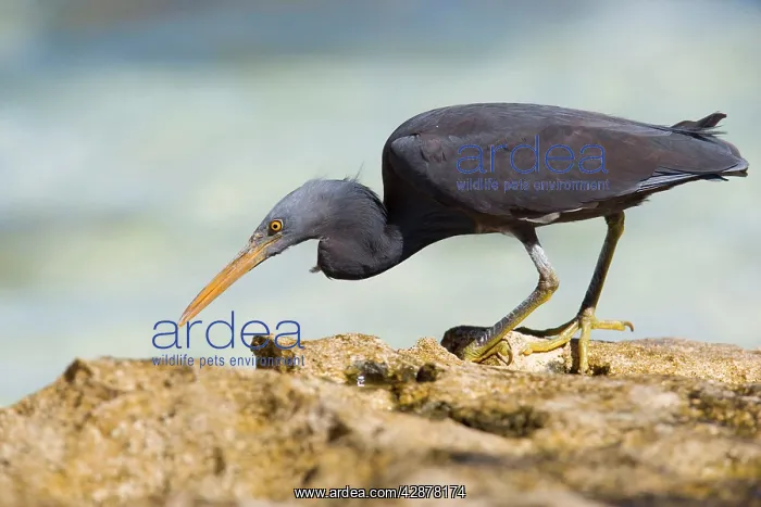 : Eastern Reef Egret - adult on reef ledge waiting : Eastern Reef Egret - adult on reef ledge waiting
