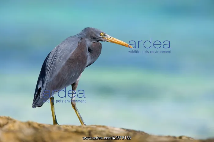 : Eastern Reef Egret - adult on reef ledge waiting for prey : Eastern Reef Egret - adult on reef ledge waiting for prey