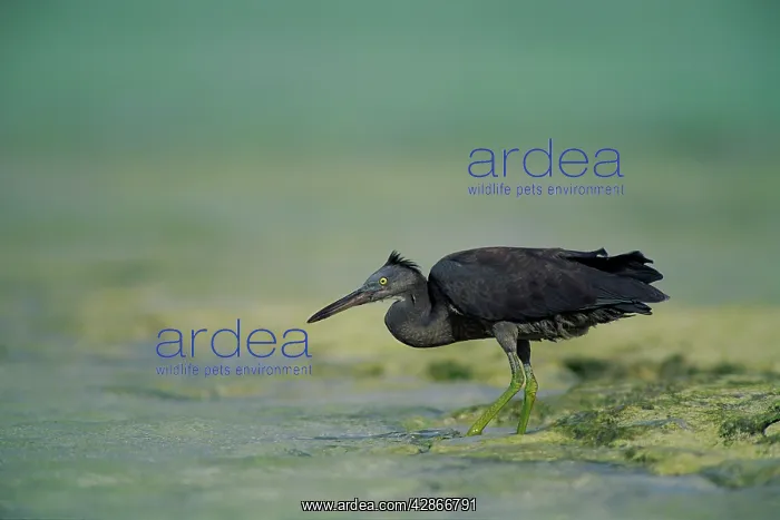 : Eastern Reef Egret. Dark Morph - In shallow reef water : Eastern Reef Egret. Dark Morph - In shallow reef water