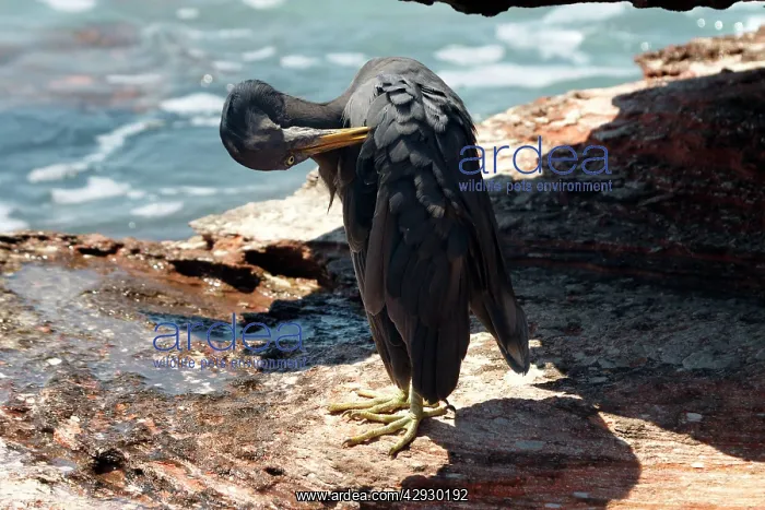 : Eastern Reef Egret - grey morph : Eastern Reef Egret - grey morph
