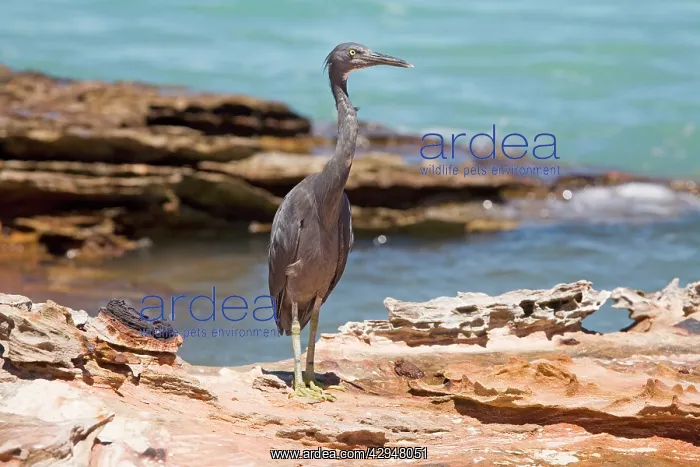 : Eastern Reef Egret grey morph : Eastern Reef Egret grey morph