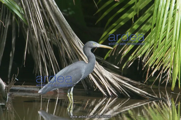 : Eastern Reef Egret - grey morph : Eastern Reef Egret - grey morph