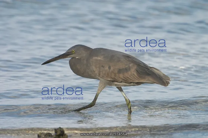 : Eastern Reef Egret - Unusually coloured with black : Eastern Reef Egret - Unusually coloured with black