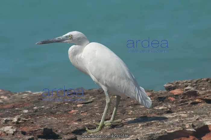 : Eastern Reef Egret, white morph : Eastern Reef Egret, white morph