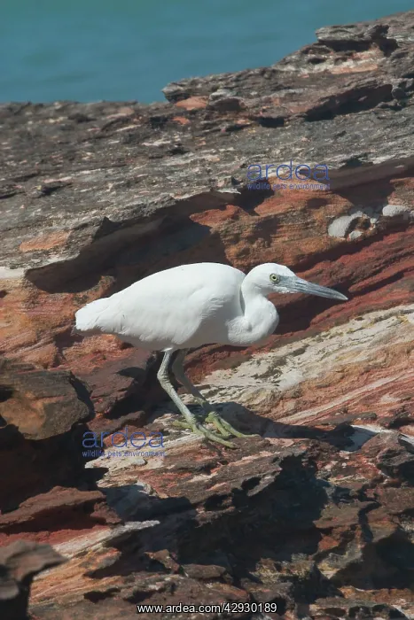: Eastern Reef Egret - white morph : Eastern Reef Egret - white morph