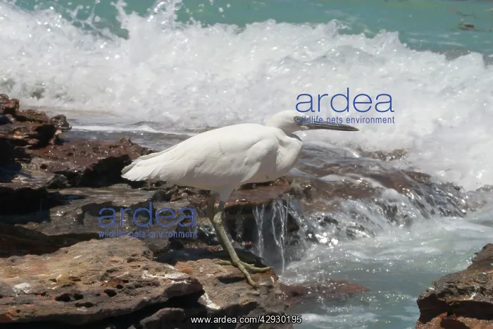 : Eastern Reef Egret - white morph : Eastern Reef Egret - white morph