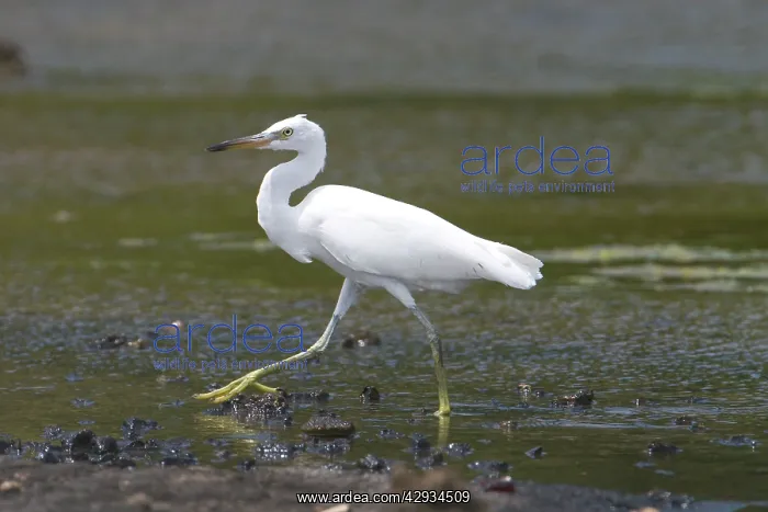 : Eastern Reef Egret white morph : Eastern Reef Egret white morph