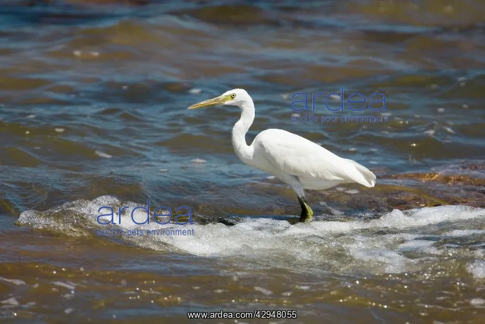 : Eastern Reef Egret white morph : Eastern Reef Egret white morph