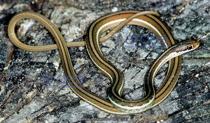 : Eastern Ribbon Snake : Eastern Ribbon Snake