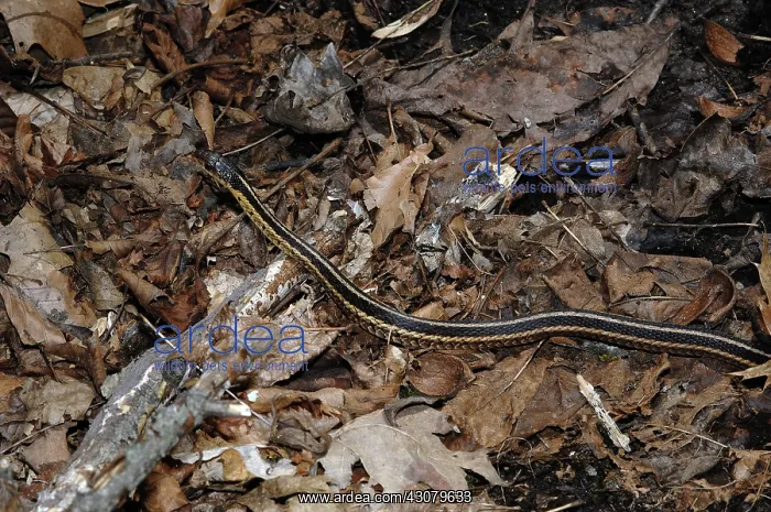 : Eastern Ribbon Snake : Eastern Ribbon Snake