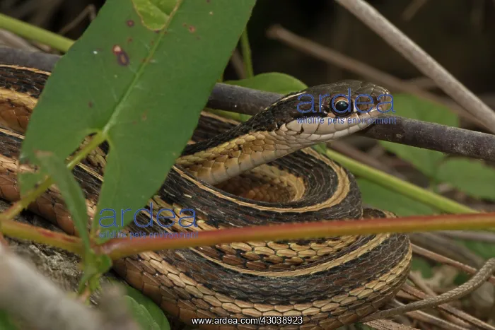  : Eastern Ribbon Snake  /  Common Ribbon Snake