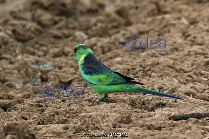 : Eastern Ringneck A3873 2 : Eastern Ringneck A3873 2