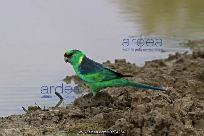 : Eastern Ringneck A3877 : Eastern Ringneck A3877