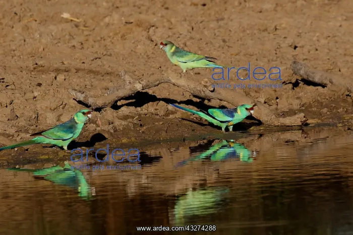 : Eastern Ringnecks at dam A4172 : Eastern Ringnecks at dam A4172