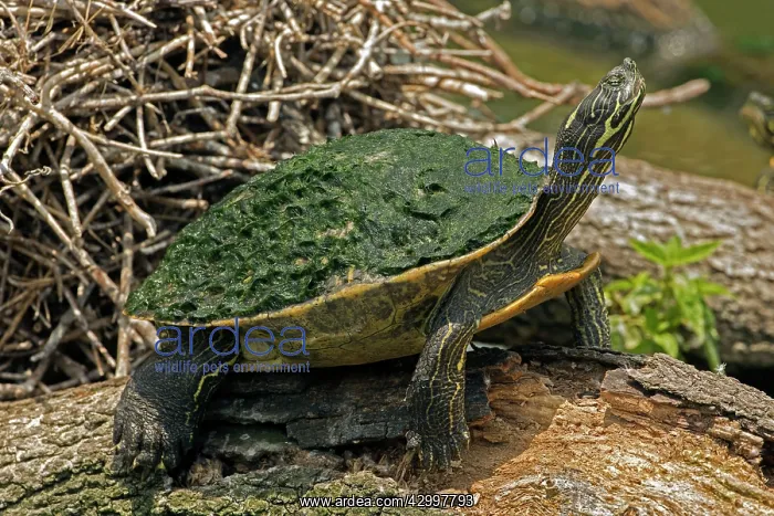 : Eastern River Cooter : Eastern River Cooter
