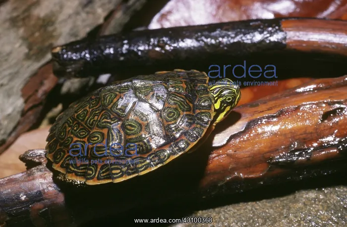 : Eastern River Cooter : Eastern River Cooter