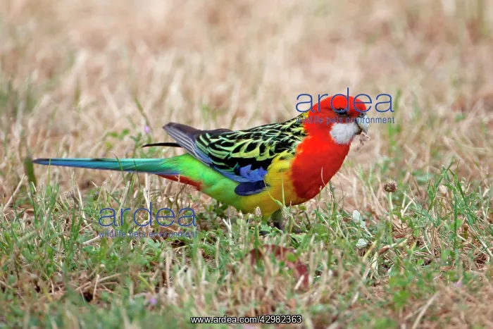 : Eastern Rosella : Eastern Rosella