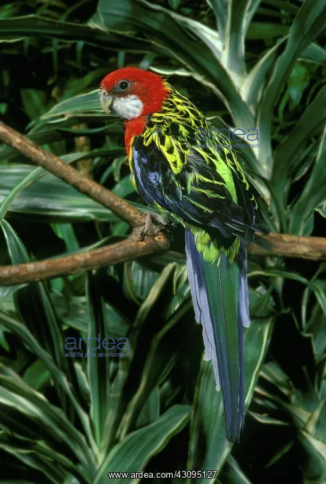 : Eastern Rosella : Eastern Rosella