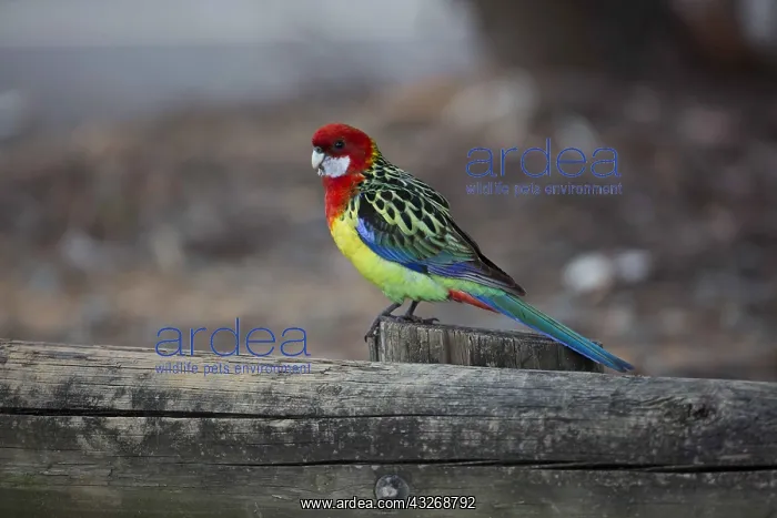 : Eastern Rosella - In the carpark at the Australian : Eastern Rosella - In the carpark at the Australian