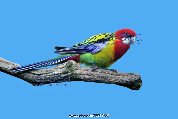 : Eastern Rosella - perched on branch : Eastern Rosella - perched on branch