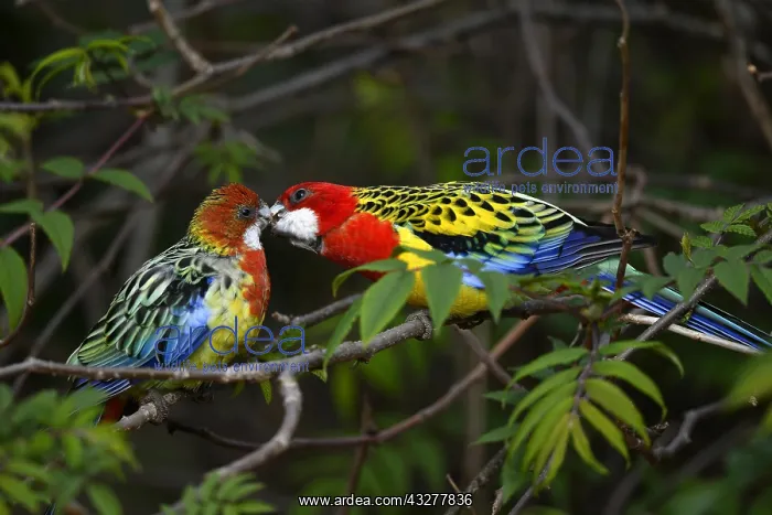 : Eastern rosella (Platycercus eximius), male billing : Eastern rosella (Platycercus eximius), male billing