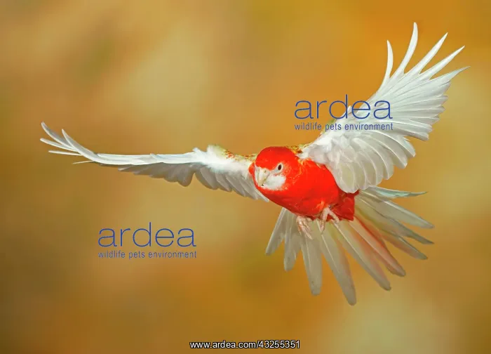 : Eastern rosella (Platycercus eximius) in flight : Eastern rosella (Platycercus eximius) in flight