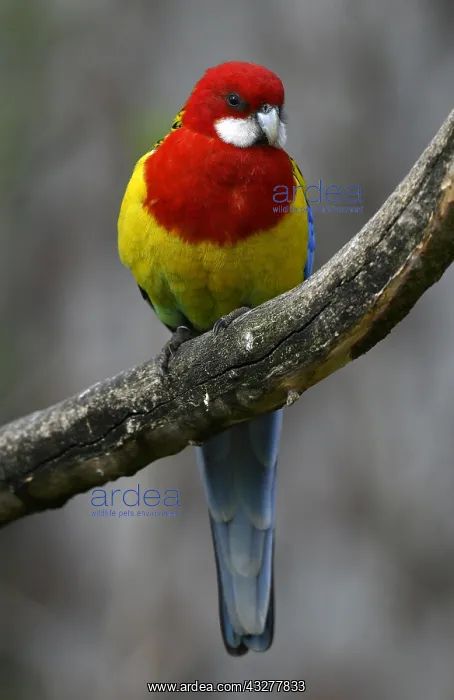 : Eastern rosella (Platycercus eximius), sits on branch : Eastern rosella (Platycercus eximius), sits on branch