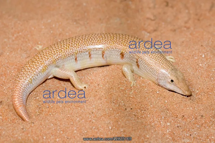 : Eastern Sandfish - in sand : Eastern Sandfish - in sand