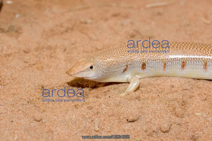 : Eastern Sandfish - in sand : Eastern Sandfish - in sand