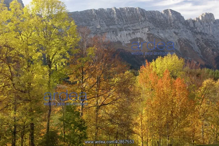 : The eastern scarp of the Vercors Mountains in autumn : The eastern scarp of the Vercors Mountains in autumn