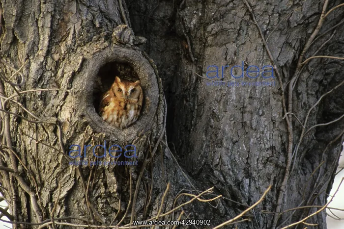 : Eastern Screech Owl : Eastern Screech Owl