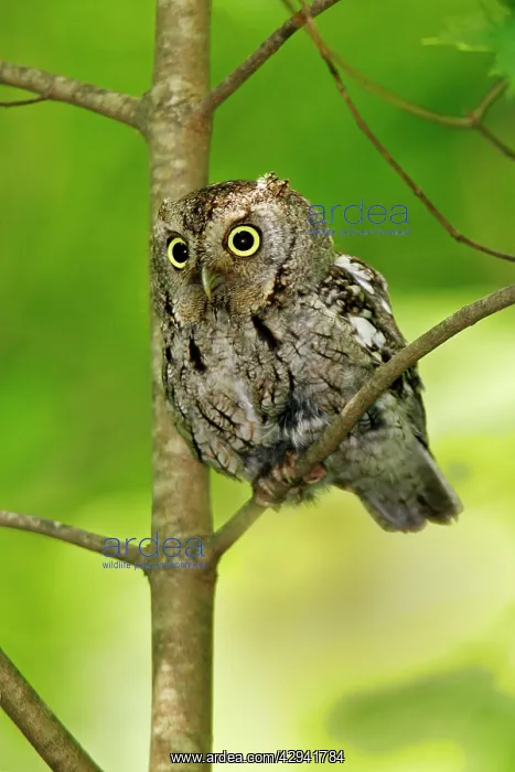 : Eastern Screech-Owl : Eastern Screech-Owl