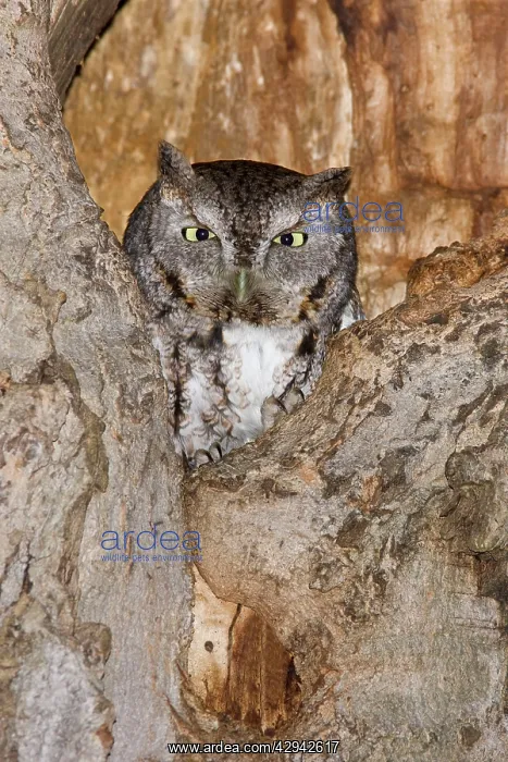 : Eastern Screech-Owl : Eastern Screech-Owl