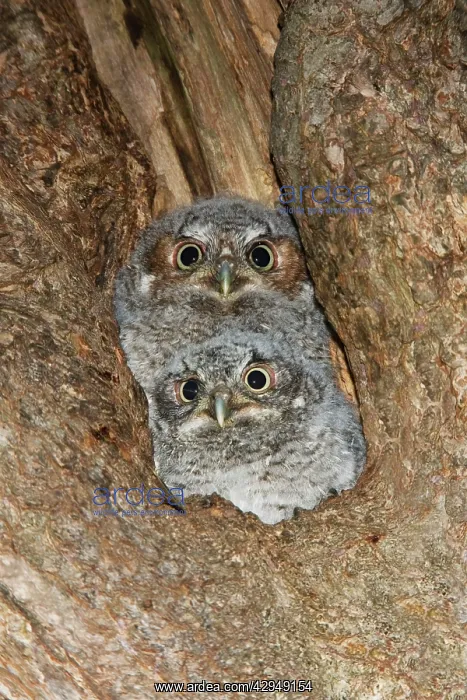 : Eastern Screech-Owl : Eastern Screech-Owl