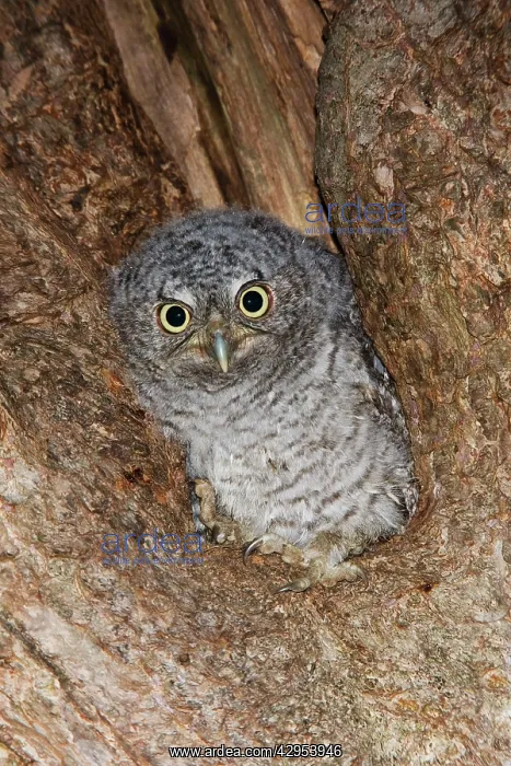 : Eastern Screech-Owl : Eastern Screech-Owl